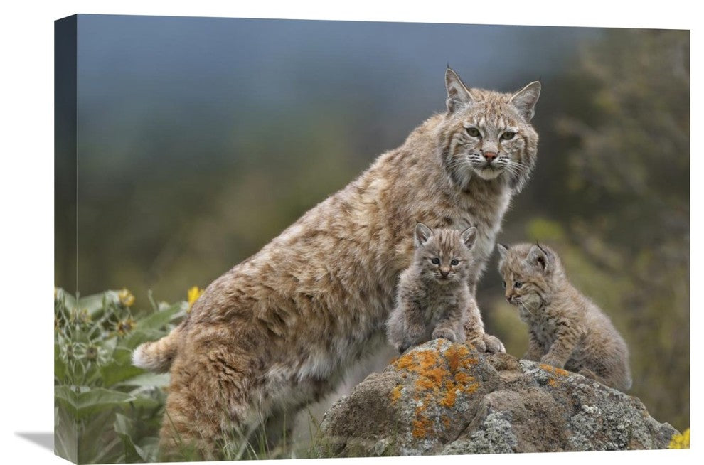 "Bobcat Mother And Kittens, North America" Artwork, 24" x 18"