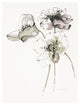 "Three Somniferums Poppies Neutral" Paper Print by Shirley Novak, 20"x26"