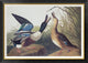 "Shoveller Duck" Framed Canvas Giclee by John James Audubon, 42"x30"