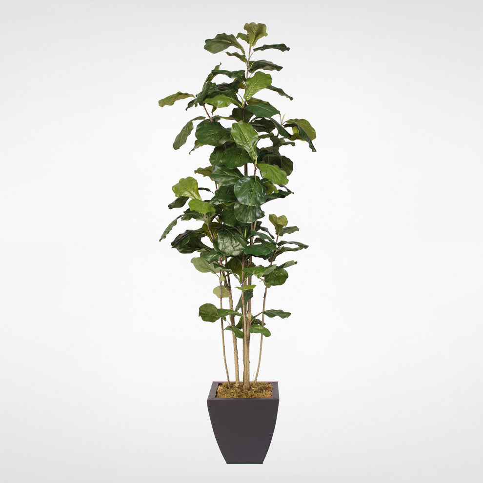 Fiddle Leaf Tree in a Metal Container