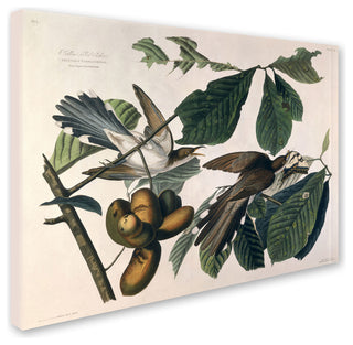 'Yellow-Billed Cuckoo' Canvas Art by John James Audubon