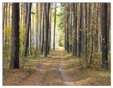 Pathway in Autumn Pine Forest, Modern Forest Canvas Art, 36x28, 3 Panels