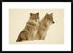 Timber Wolf Portrait Of Pair Sitting In Snow, North America, Sepia, 30"x22"