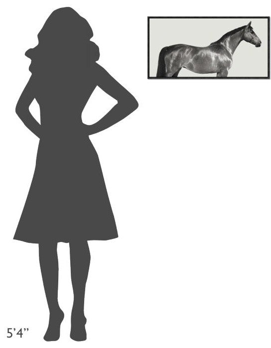 "Kingsman Cavalier, English Thoroughbred"  by Pangea Images, 25x13"