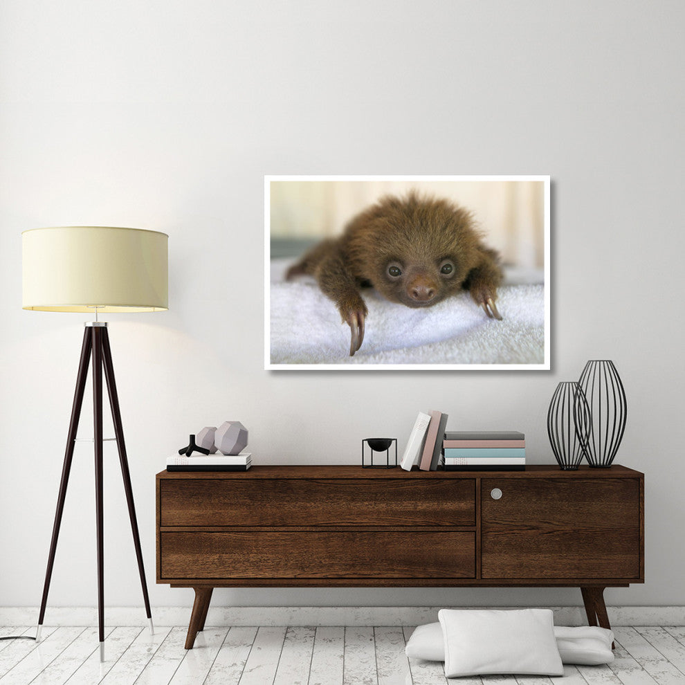 "Hoffmann's 2-toed Sloth baby, Aviarios Sloth Sanctuary" Paper Art, 50"x34"