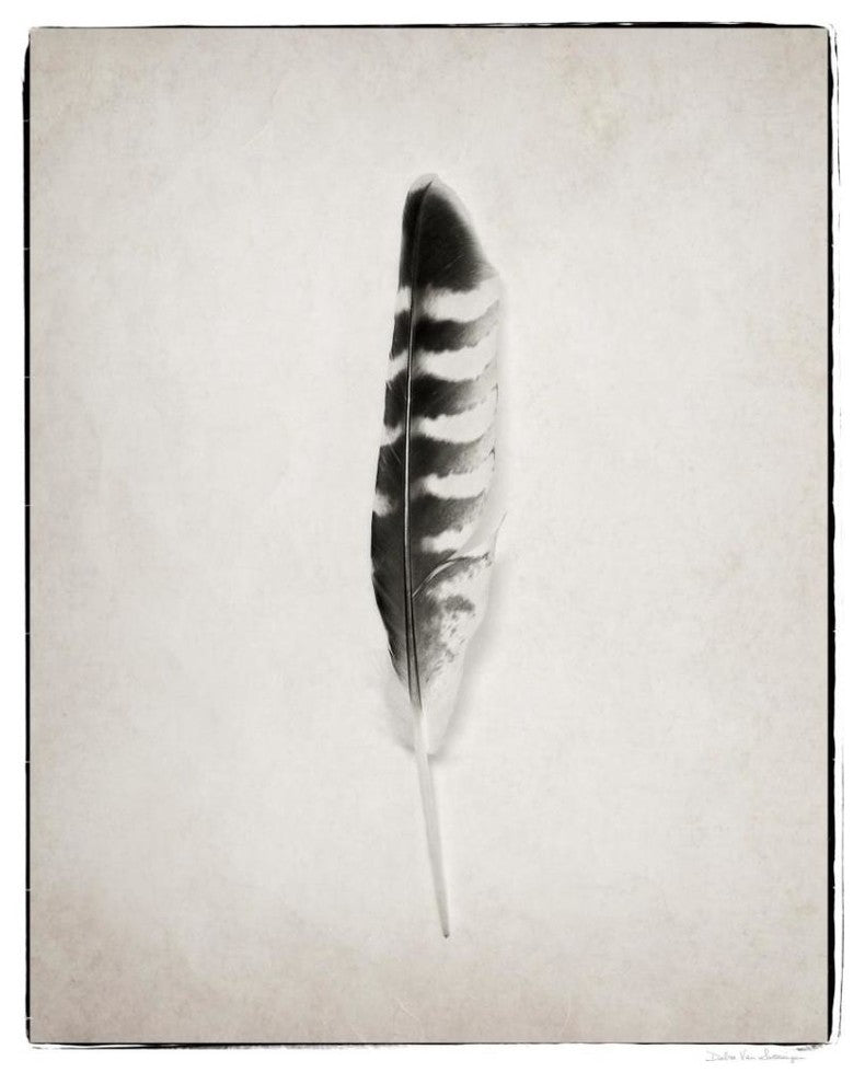 "Feather IV - BW" Digital Paper Print by Debra Van Swearingen, 30"x37"