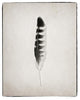 "Feather IV - BW" Digital Paper Print by Debra Van Swearingen, 30"x37"