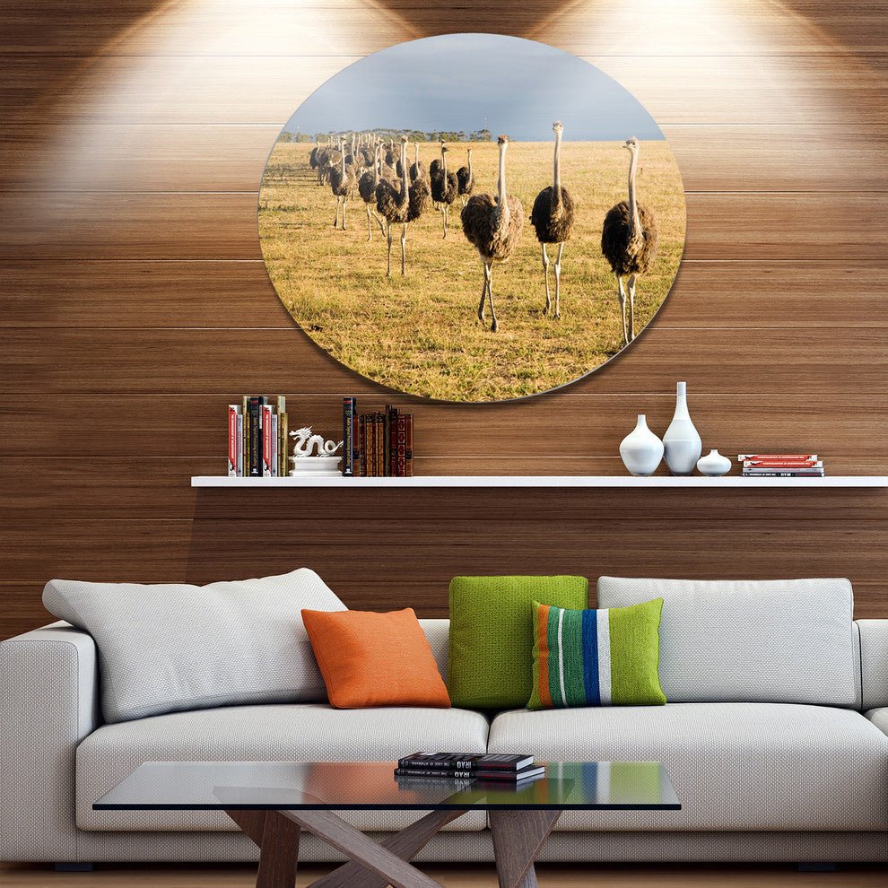 Ostriches Walking In South Africa, African Round Metal Wall Art, 23"
