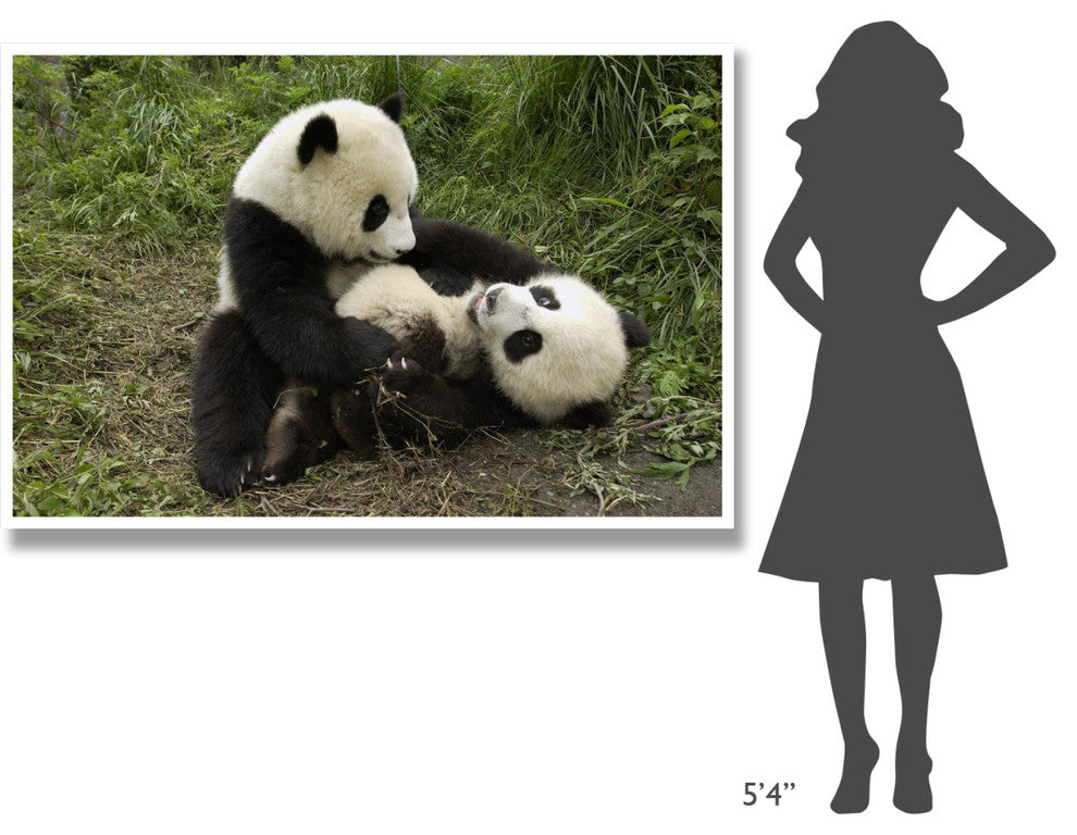 "Giant Panda cubs playing, Wolong Nature Reserve, China" Paper Art, 62"x42"
