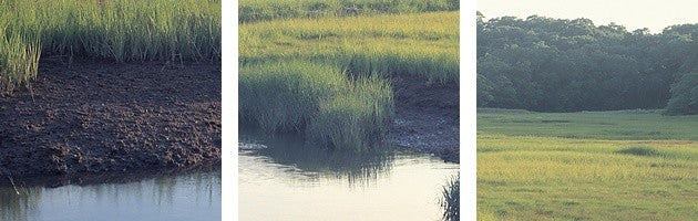"Salt Marsh Cape Cod MA" Canvas Art, 60"x20"x1.25"