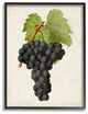 Vintage Fruit Grape Painting, 11"x14"