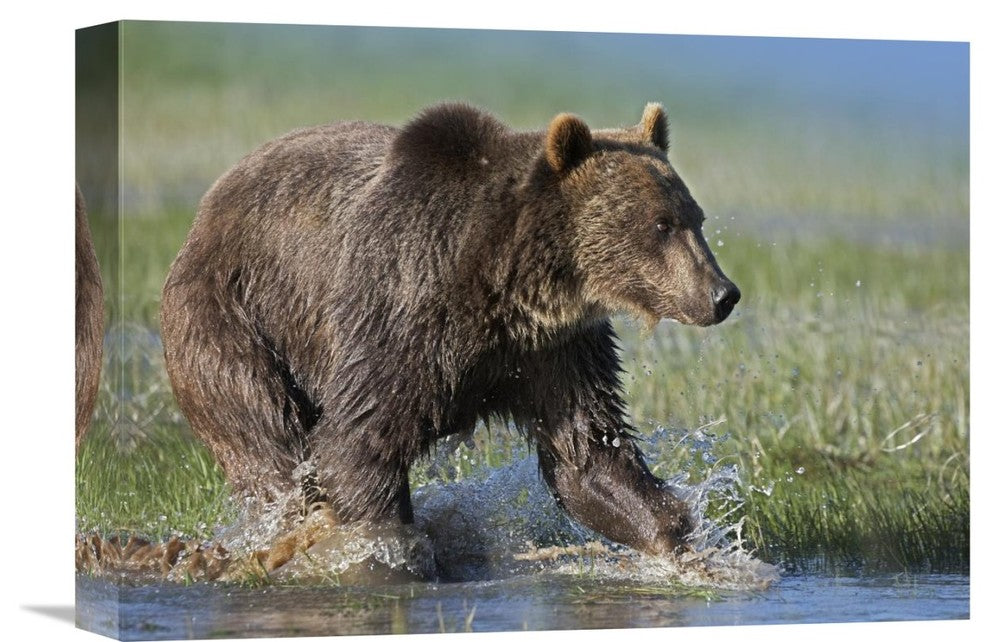 "Grizzly Bear Running Through Water, North America" Artwork, 16" x 12"