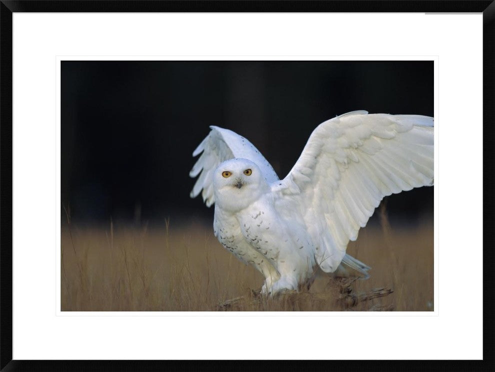 Snowy Owl Adult, Circumpolar Species, British Columbia, Canada, 30"x22"