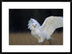 Snowy Owl Adult, Circumpolar Species, British Columbia, Canada, 30"x22"