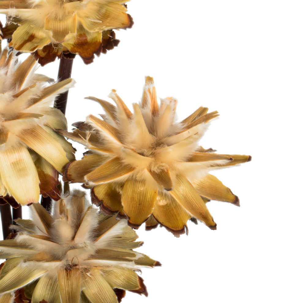 Vickerman 20" Plumosum Head attached to a Brown Stem, Dried 9 Stems