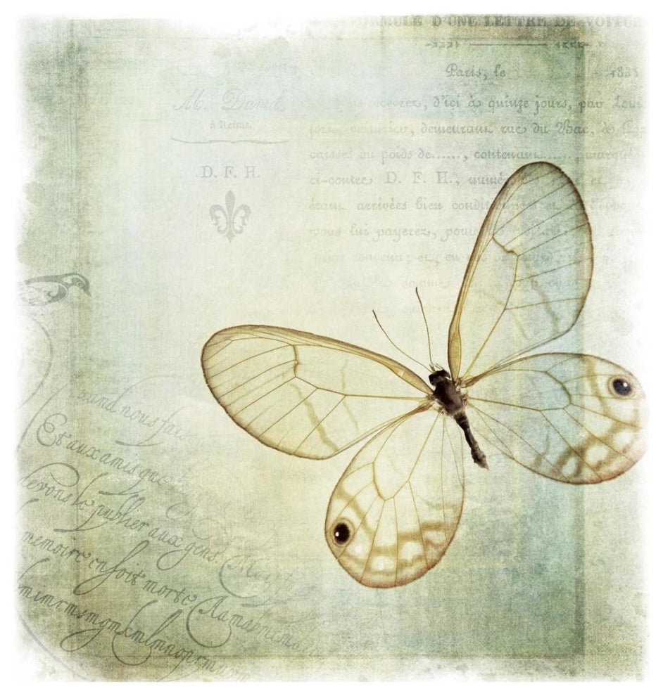 "Floating Butterfly I" Digital Paper Print by Debra Van Swearingen, 26"x26"