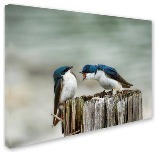 Jai Johnson 'Angry Swallows' Canvas Art, 47 x 35