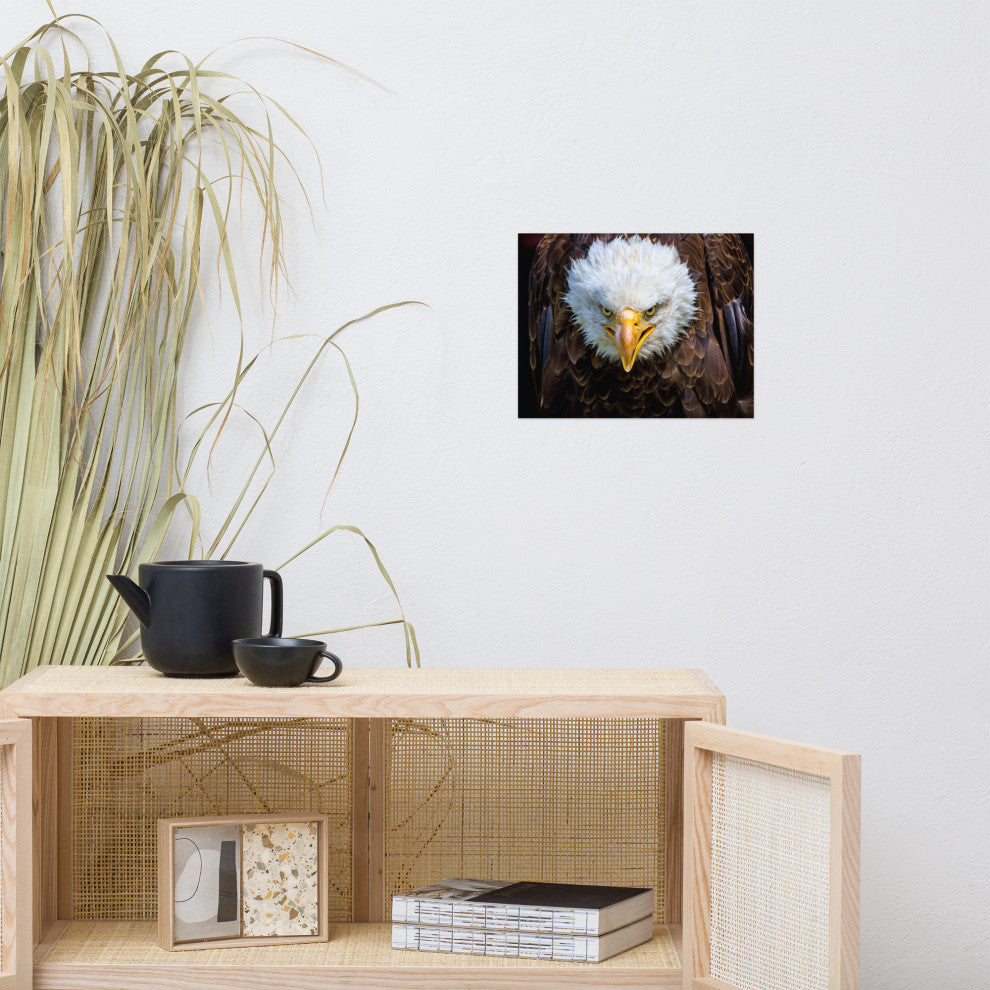 Bald Eagle Portrait Close-up Loose Wall Art Print, 11" X 14"