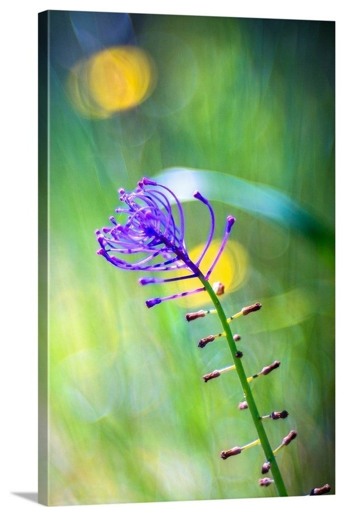 "Purple flower" Wrapped Canvas Art Print, 32"x48"x1.5"