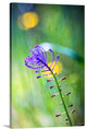 "Purple flower" Wrapped Canvas Art Print, 32"x48"x1.5"