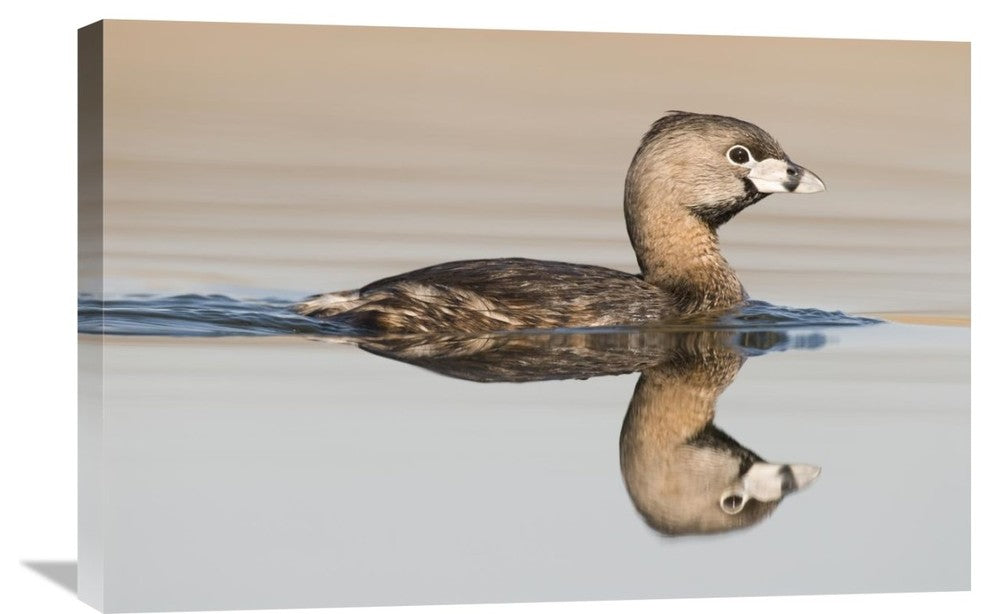 "Pied-Billed Grebe Swimming, Island Lake Recreation Area, Michigan" Artwork