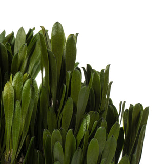 Vickerman Platys Foliage Bundle, Preserved, Spring Green