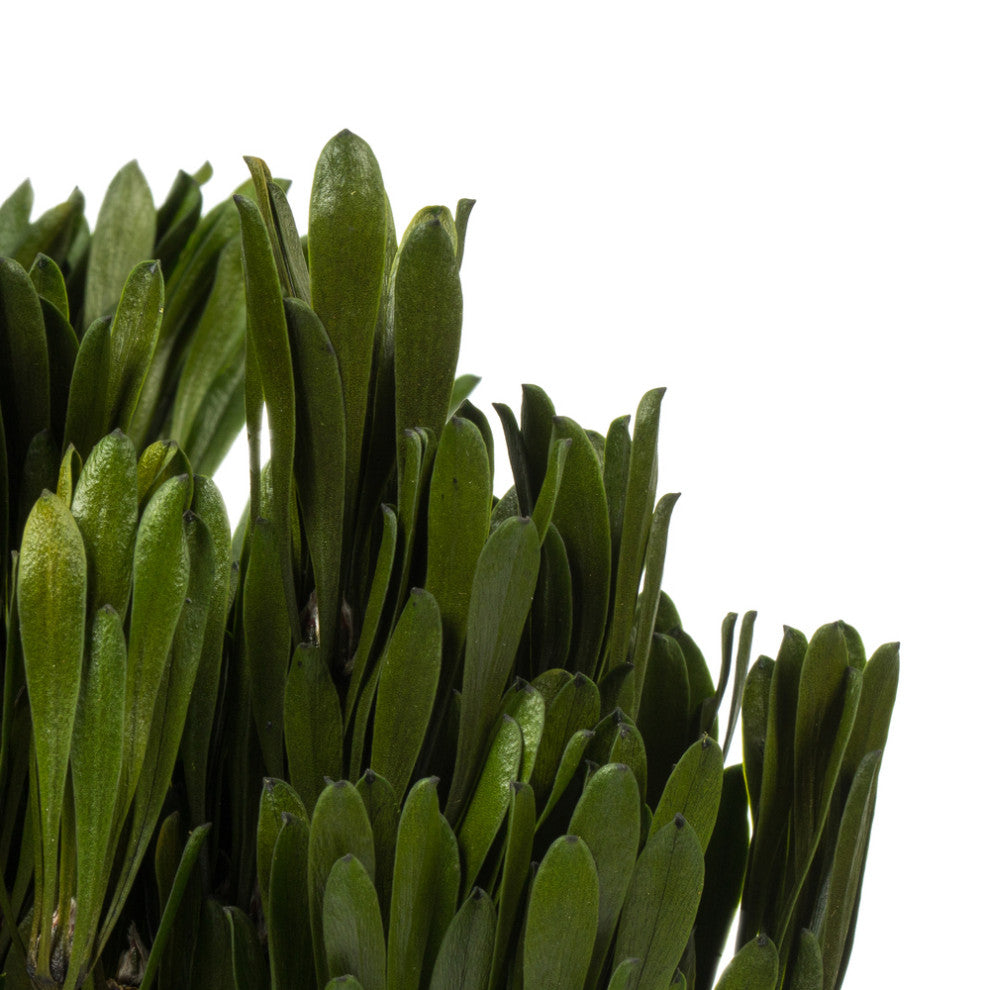 Vickerman Platys Foliage Bundle, Preserved, Spring Green