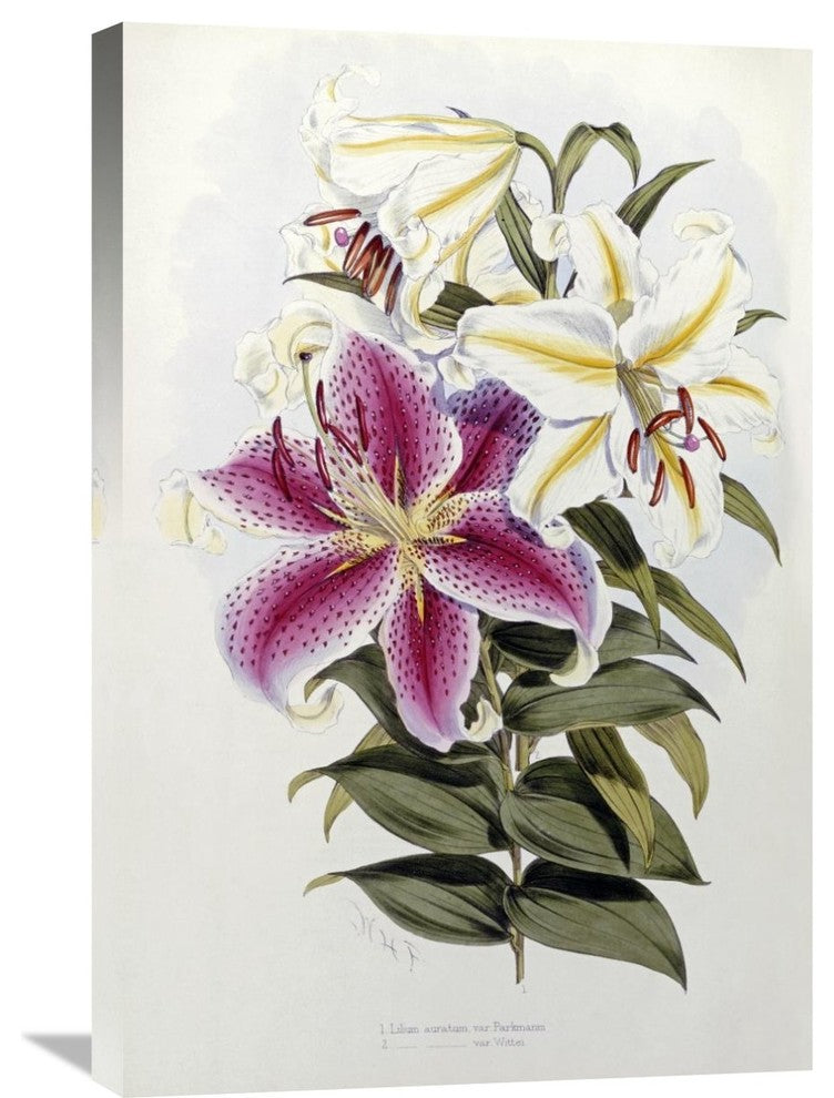 "A Monograph of The Genus Lilium" Artwork, 20" x 30"