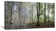 Green Morning in Forest Panorama, Landscape Canvas Art Print, 32"x16"