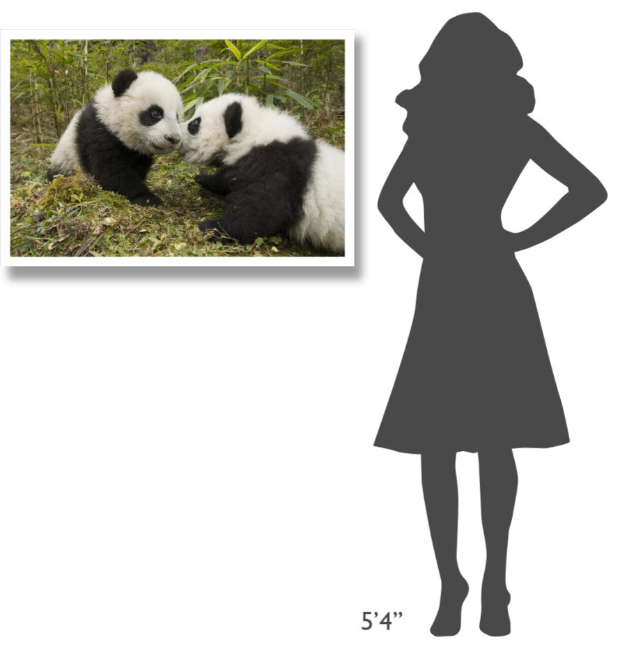 "Giant Panda two cubs touching noses, Wolong Nature Reserve" Paper Art, 38"x26"