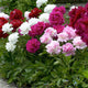 Mixed Peonies - 4 Bulbs