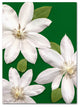 'White Clemantis' Canvas Art by Kathie McCurdy