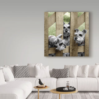 Sharon Forbes 'Schnauzers' Canvas Art, 18"x18"