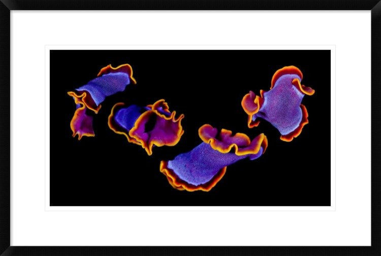 "Flamenco" Framed Digital Print by Andrey Narchuk, 30"x20"