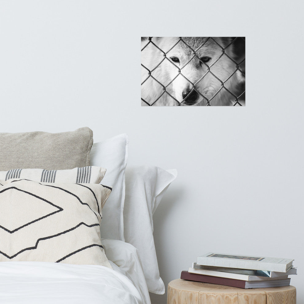 Dreams of Freedom Black & White Wildlife Photo (Wolf) Unframed Wall Art Print, 12" X 18"