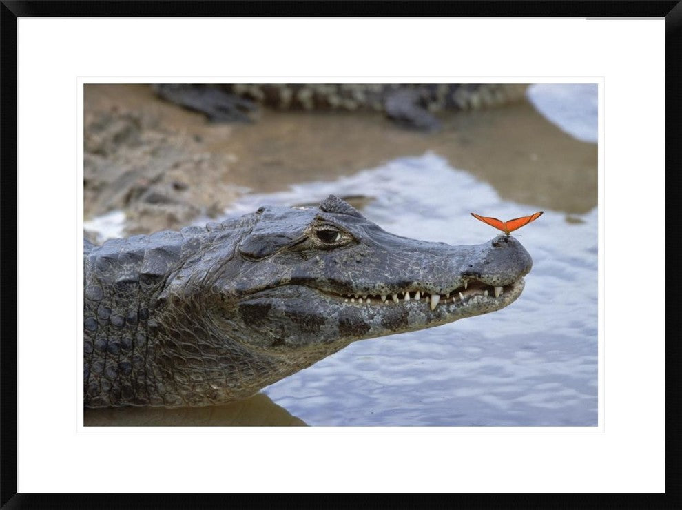 Spectacled Caiman With Orange Butterfly, Pantanal,  Brazil, 30"x22"