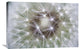 "Dandelion seed head showing achenes, Bavaria, Germany" Canvas Giclee, 30"x20"