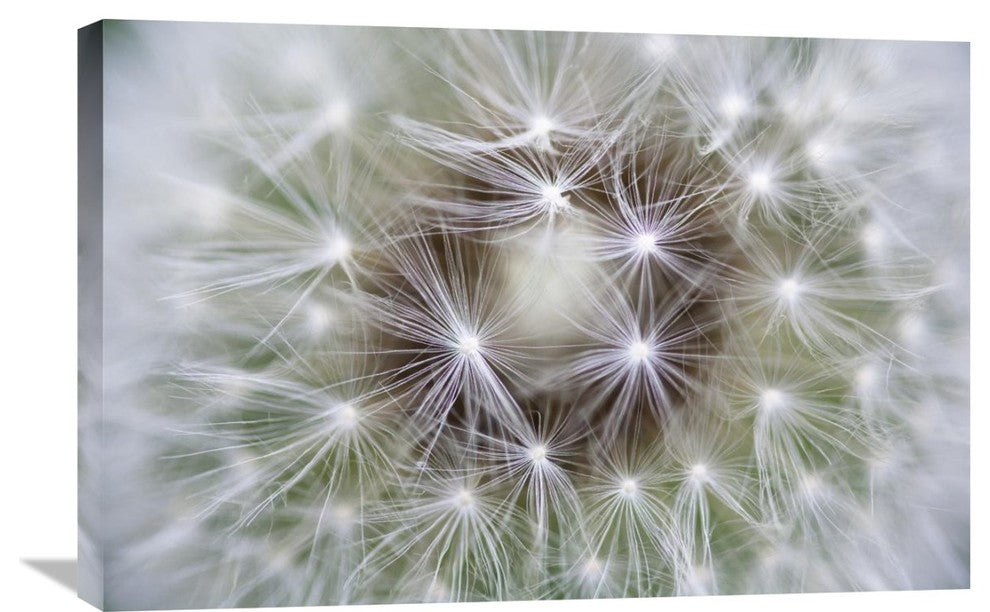 "Dandelion seed head showing achenes, Bavaria, Germany" Canvas Giclee, 30"x20"