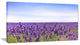 "Close View of Lavender Flower Field" Landscape Wall Art, 1 Panel, 60"x28"