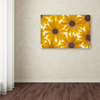 Cora Niele 'Yellow Cape Daisies' Canvas Art