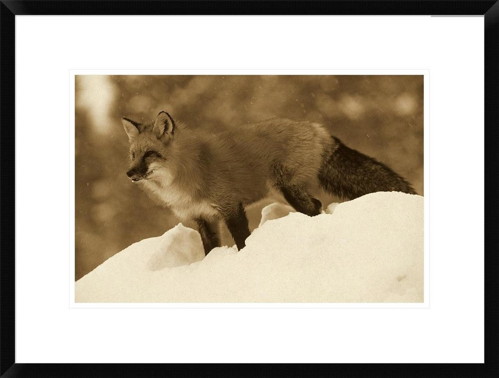 Red Fox Standing At The Top Of A Snow Bank, Montana, Sepia, 24"x18"