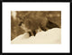 Red Fox Standing At The Top Of A Snow Bank, Montana, Sepia, 24"x18"