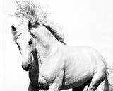 "Glorious Stallion" Art Print, 152x101 cm