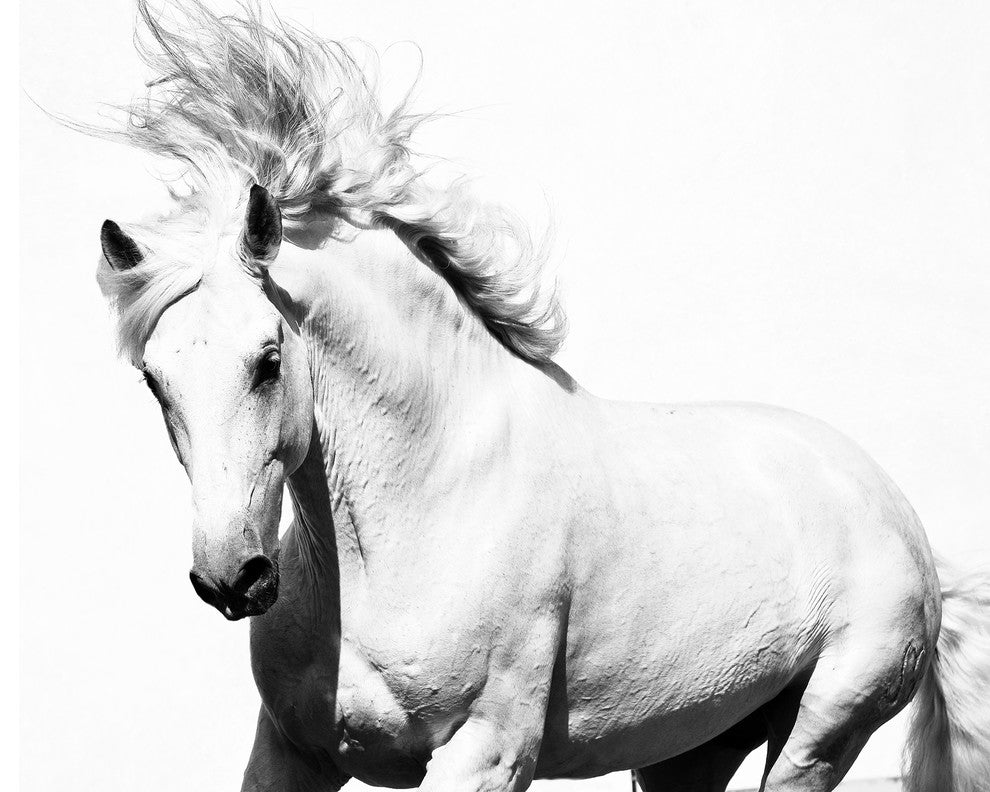 "Glorious Stallion" Art Print, 152x101 cm