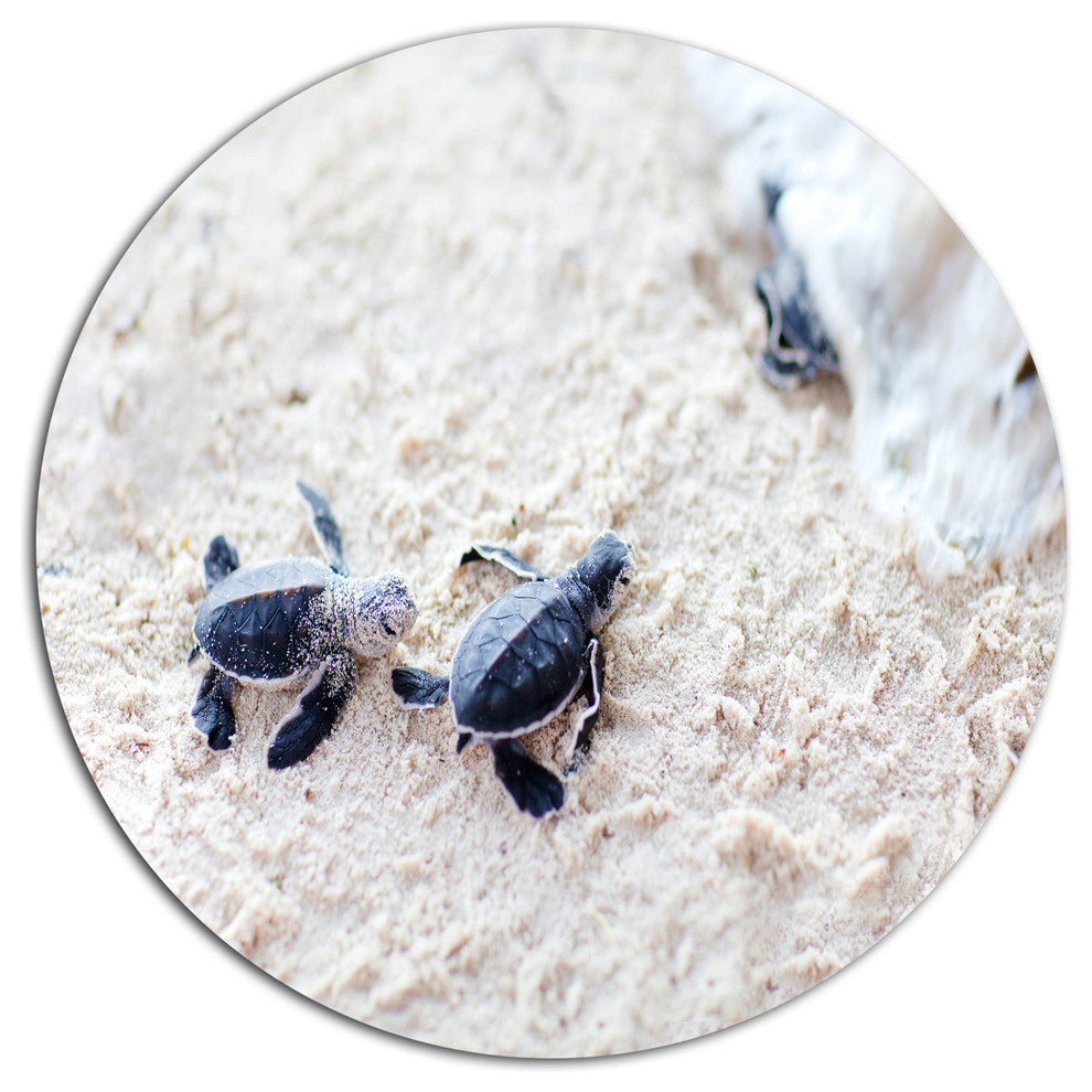 Baby Green Turtles On Sand, Animal Disc Metal Artwork, 36"