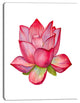 Pink Lotus Watercolor Illustration, Flower Artwork on Canvas, 28"x60"
