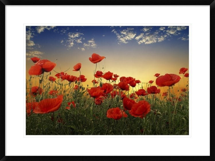 "Poppies" Framed Digital Print by Tais, 32x24"
