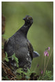 "Blue Grouse, North America" Digital Paper Print by Tim Fitzharris, 42"x62"