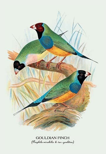 Gouldian Finch - Gallery Wrapped Canvas Art 28" x 42"