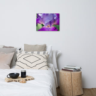Glowing Iris Floral Nature Photography Canvas Wall Art Print, 18" X 24"